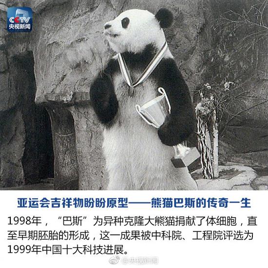 Panda legendário Basi morre aos 37 anos