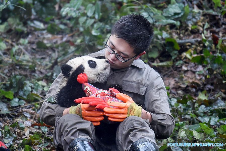 China construirá parque nacional interprovincial para panda-gigante