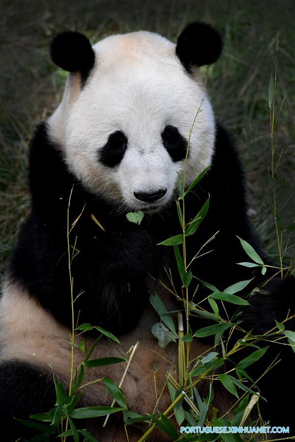 China construirá parque nacional interprovincial para panda-gigante