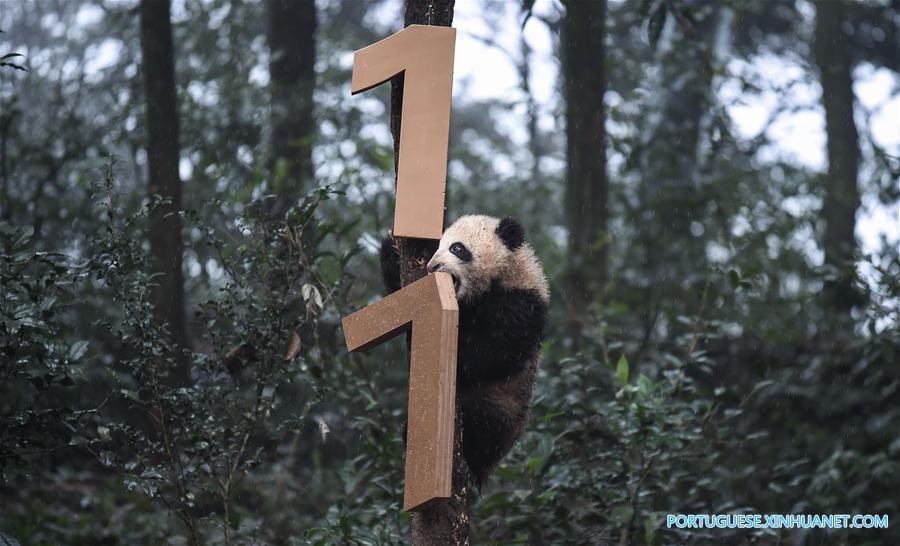 China construirá parque nacional interprovincial para panda-gigante