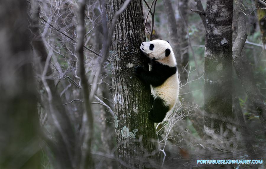 China construirá parque nacional interprovincial para panda-gigante