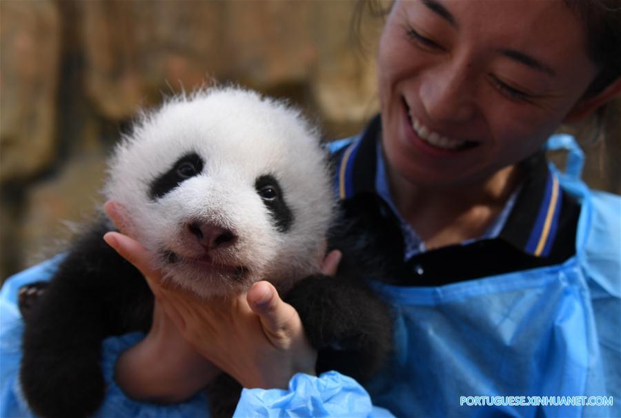 China construirá parque nacional interprovincial para panda-gigante