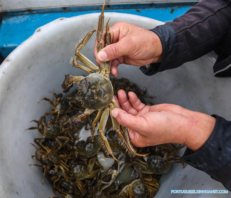 Criadores iniciam época de coleta de caranguejos Taihu no leste da China
