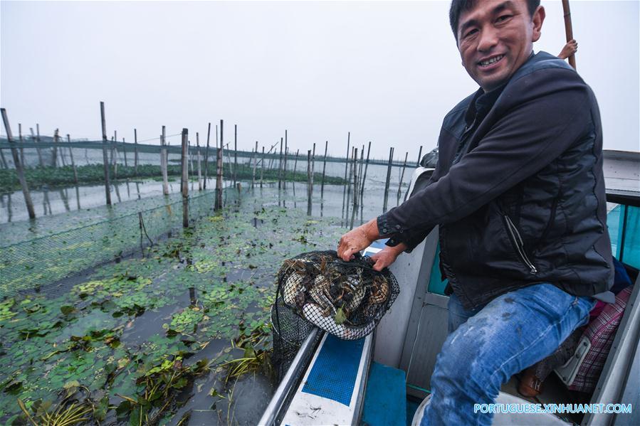 Criadores iniciam época de coleta de caranguejos Taihu no leste da China