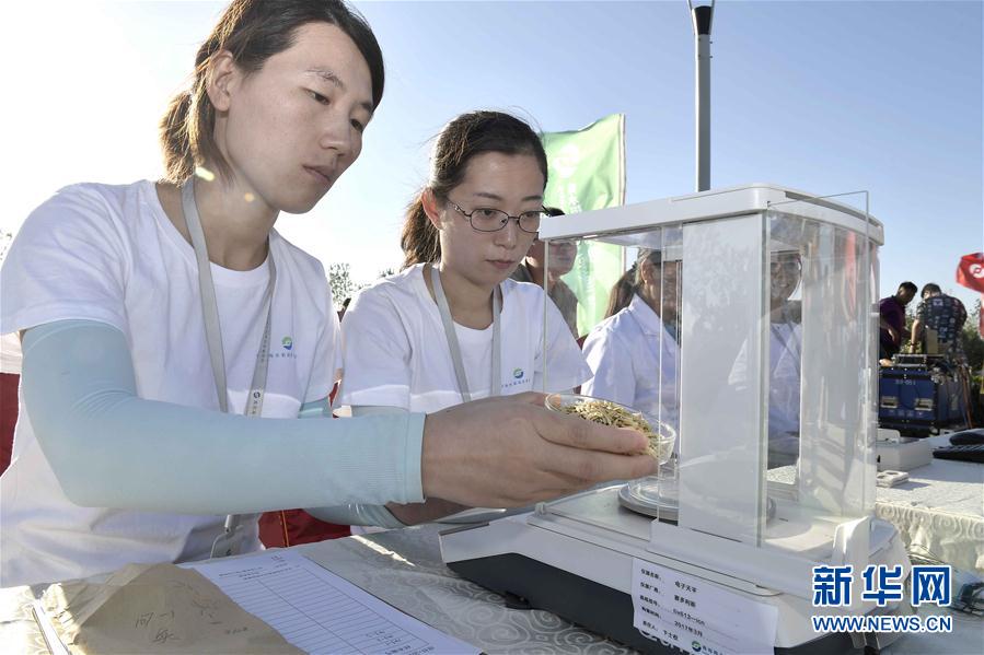 “Arroz marinho” de alto rendimento cultivado com sucesso em Shandong