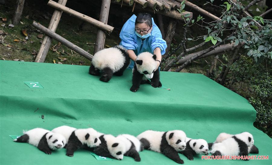 Filhotes de panda-gigante são apresentados ao público em Sichuan
