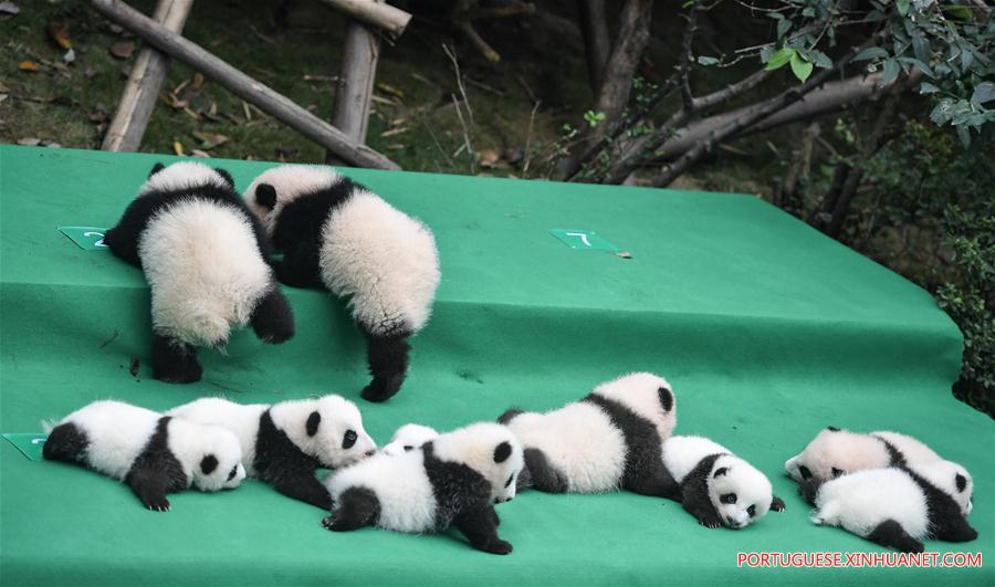 Filhotes de panda-gigante são apresentados ao público em Sichuan