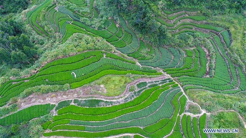 Galeria: Estação da colheita na China