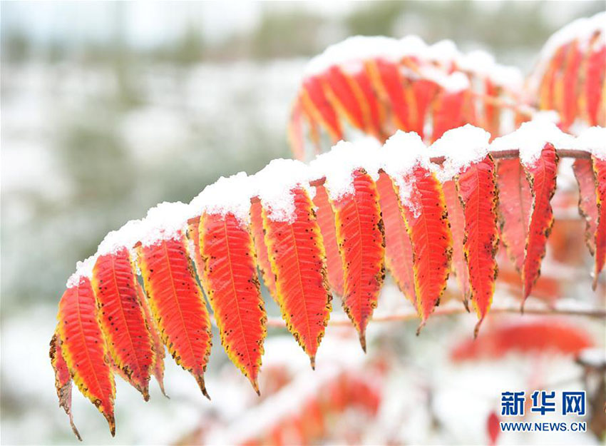 Frente fria traz queda de neve ao norte da China
