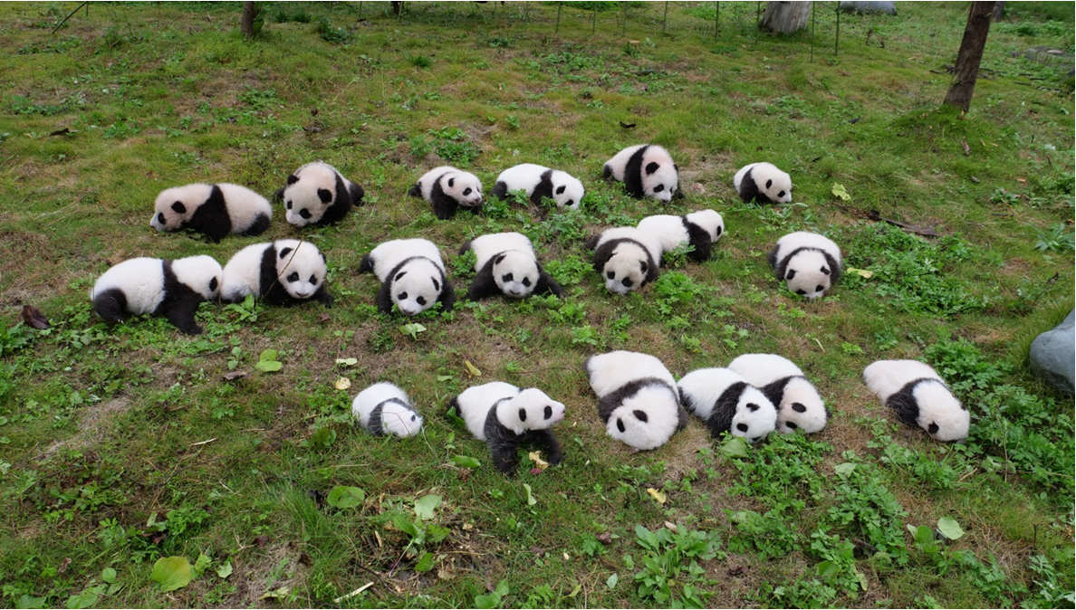 36 Filhotes de panda gigante apresentados ao público