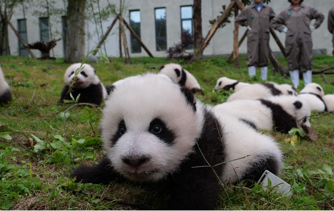 36 Filhotes de panda gigante apresentados ao público