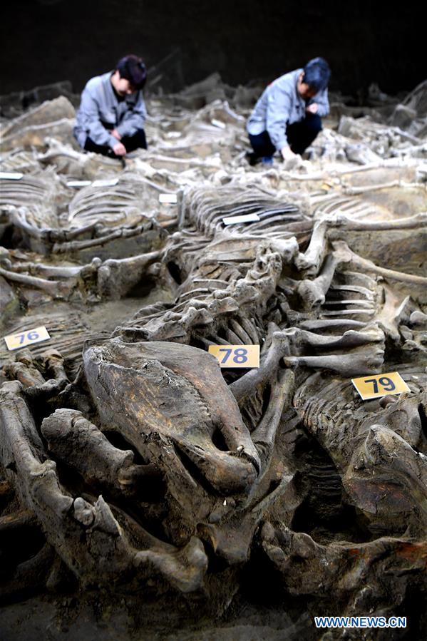 China: Arqueólogos descobrem cavalos e carruagens com 2.400 anos
