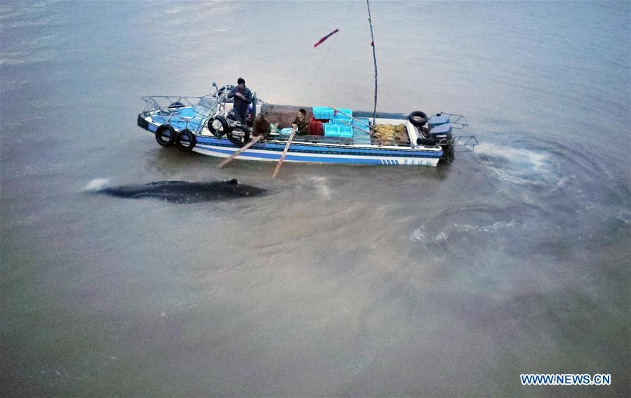 Baleia-jubarte encalha de novo depois de ser libertado na praia no leste da China
