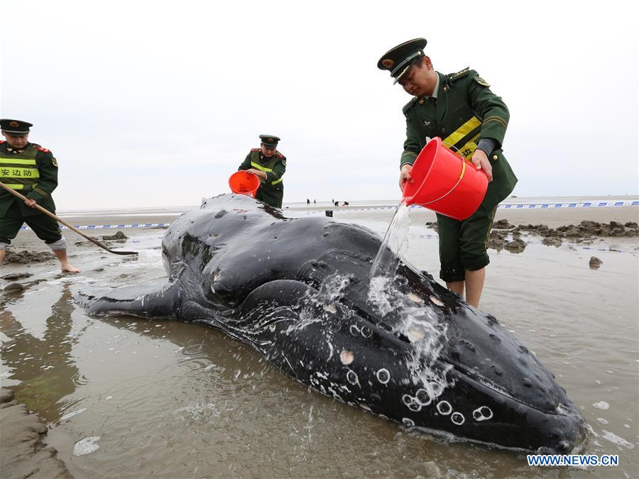 Baleia-jubarte encalha de novo depois de ser libertado na praia no leste da China