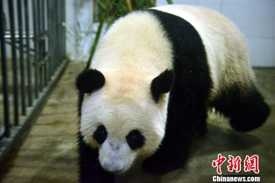 Filhote de panda-gigante nascido na Malásia retorna para China