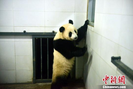 Filhote de panda-gigante nascido na Malásia retorna para China