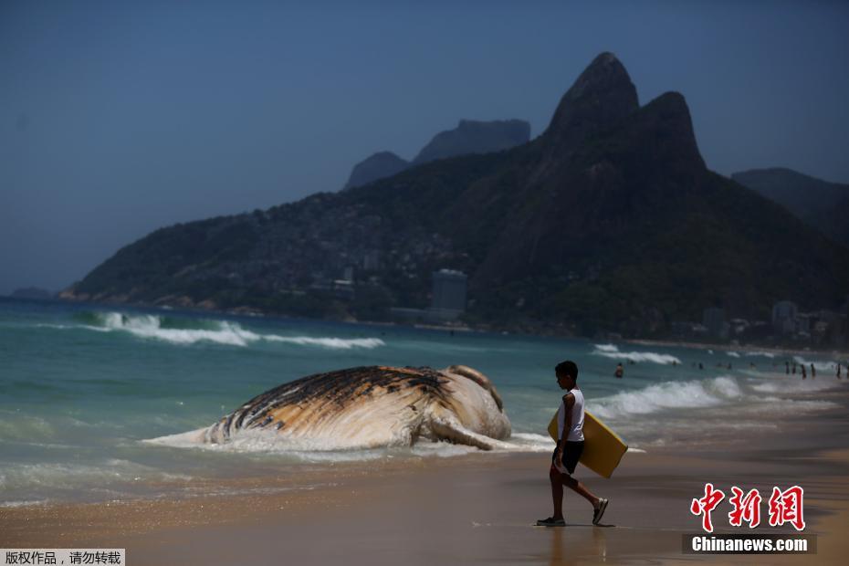 Baleia encontrada na Praia de Ipanema no Rio de Janeiro