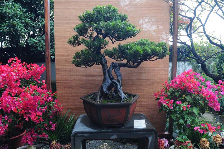 Bonsai ao estilo de Zhejiang exibidos em Hangzhou
