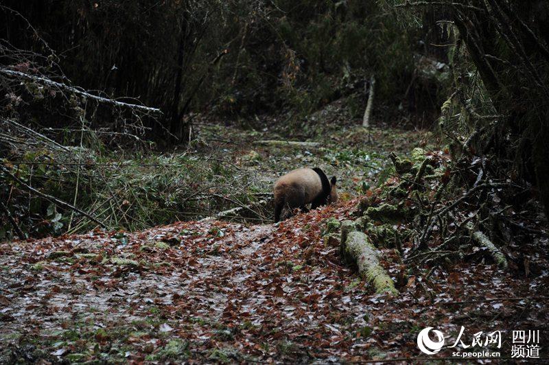 Dois pandas gigantes são soltos na vida selvagem na China