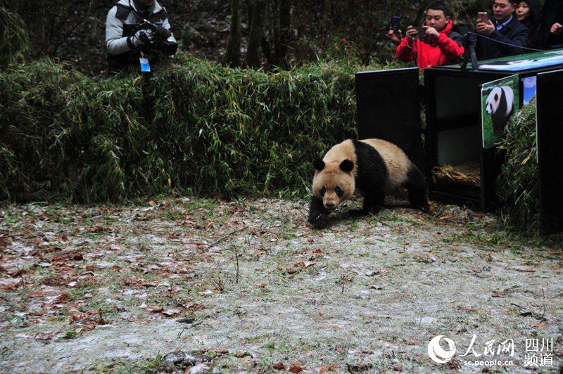 Dois pandas gigantes são soltos na vida selvagem na China
