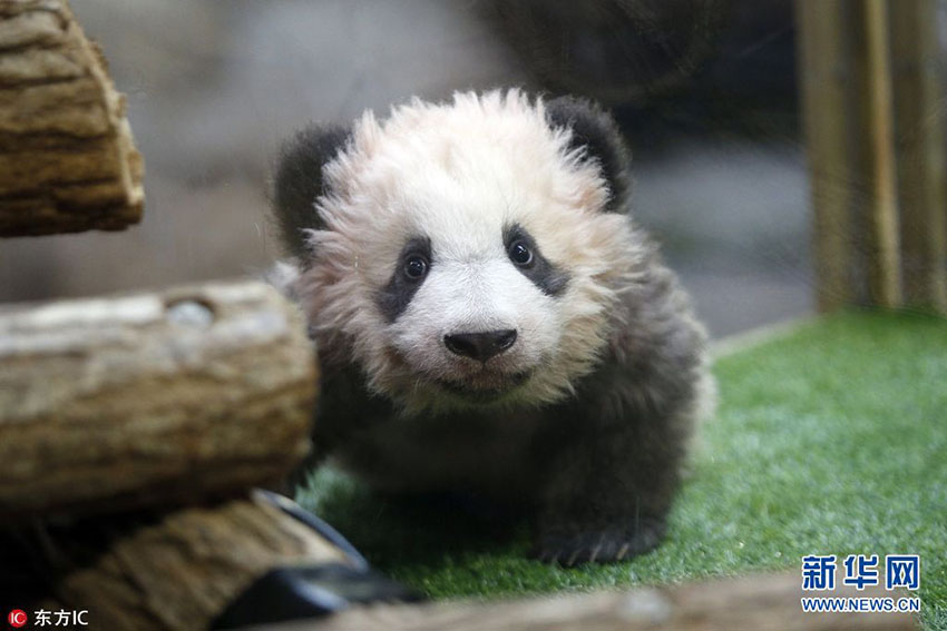 Primeiro filhote de panda nascido na França recebe nome e bênção