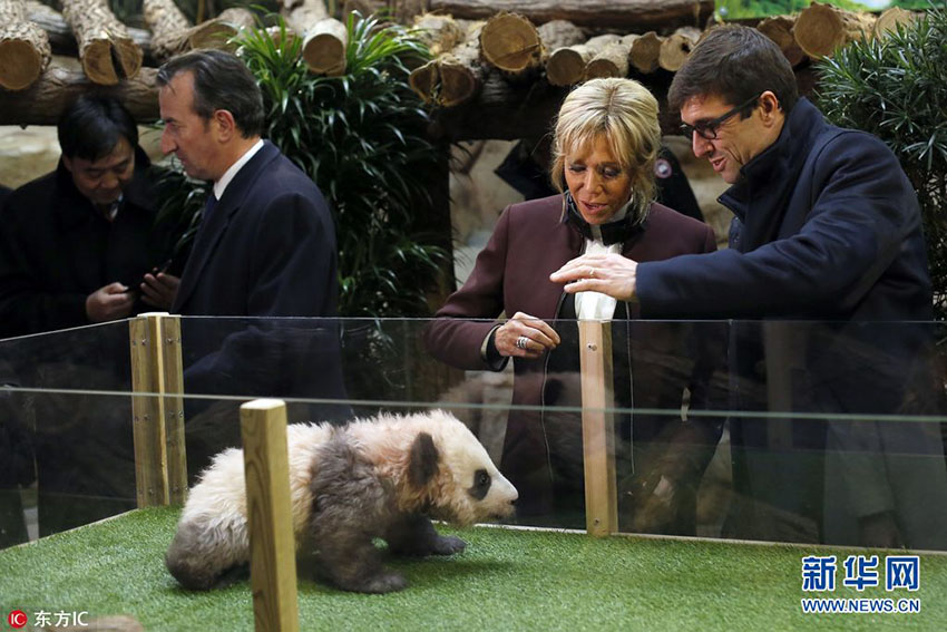 Primeiro filhote de panda nascido na França recebe nome e bênção