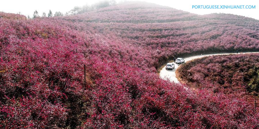 Paisagem de folhas vermelhas de mirtilos em Anhui