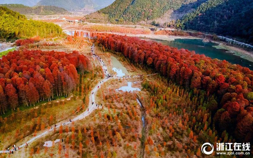 Galeria: Floresta de sequóias no leste da China