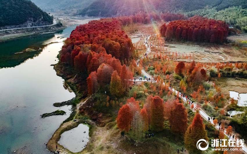 Galeria: Floresta de sequóias no leste da China