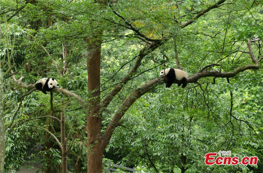 Galeria: Sichuan recebe concurso internacional de fotografia temática do panda gigante
