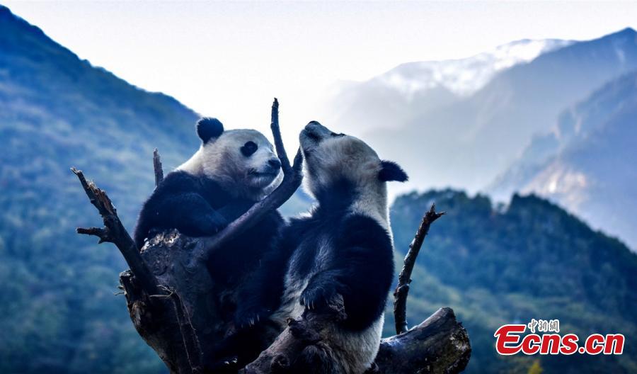 Galeria: Sichuan recebe concurso internacional de fotografia temática do panda gigante