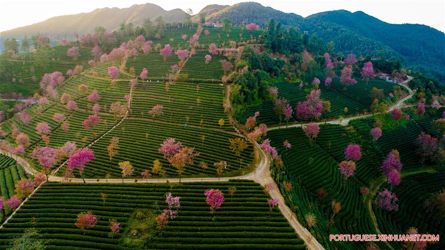 Paisagem do vale da cereja em Yunnan