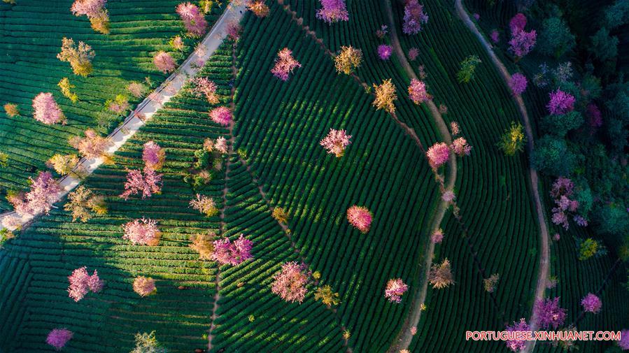 Paisagem do vale da cereja em Yunnan