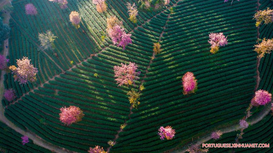 Paisagem do vale da cereja em Yunnan