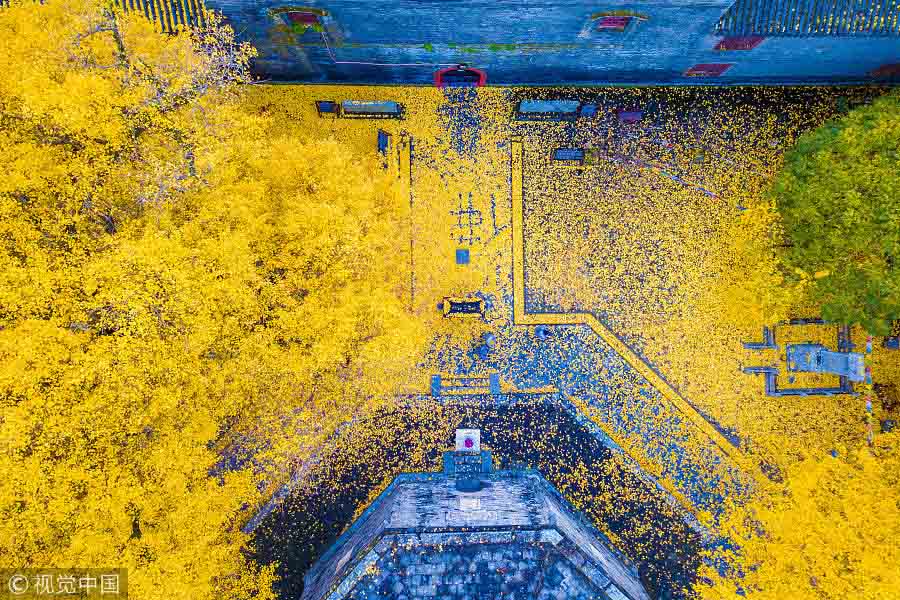 Folhas de ginkgo cobrem templo antigo em tons de dourado