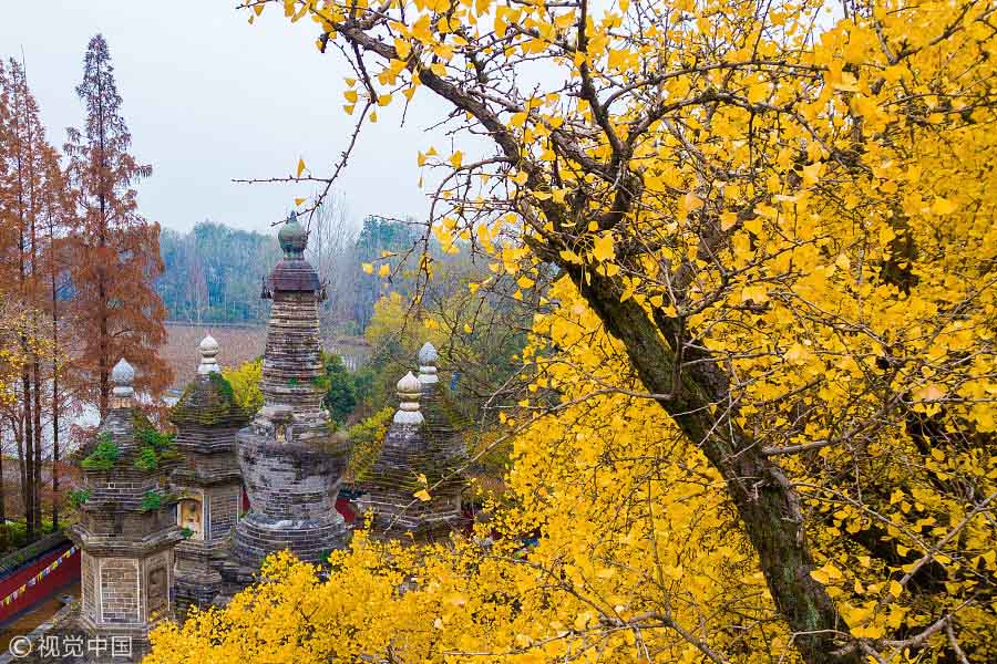 Folhas de ginkgo cobrem templo antigo em tons de dourado