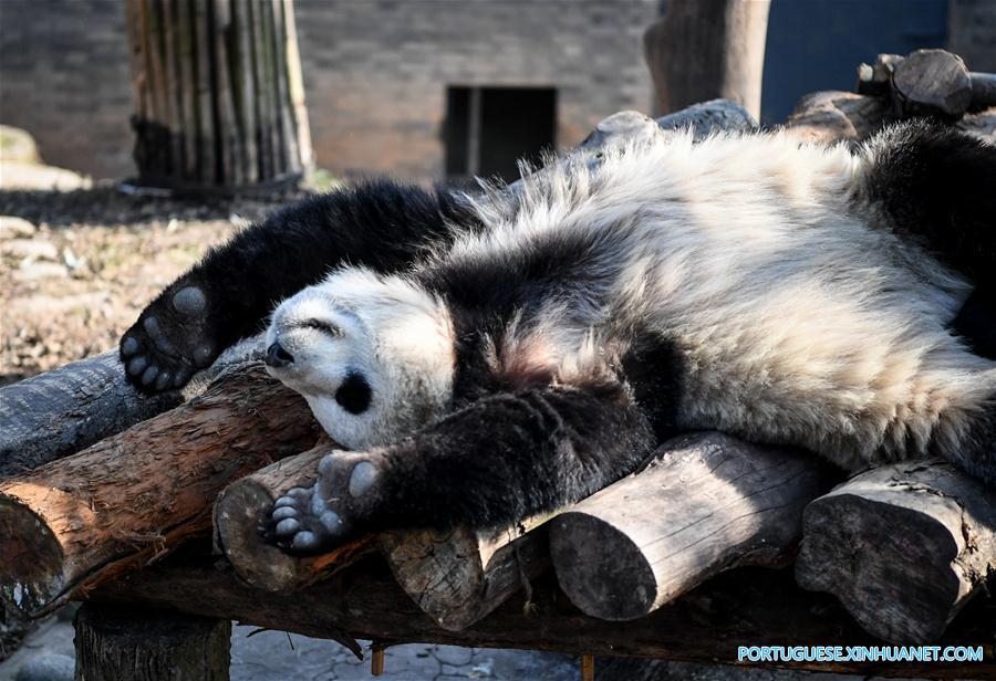 Pandas-gigantes aproveitam sol de inverno em Sichuan
