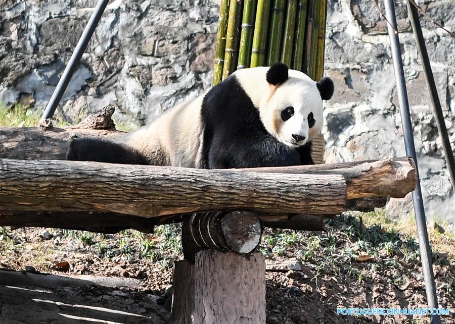 Pandas-gigantes aproveitam sol de inverno em Sichuan