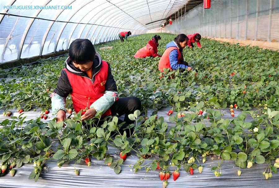 Qian'an desenvolve Agricultura Ambiental Controlada