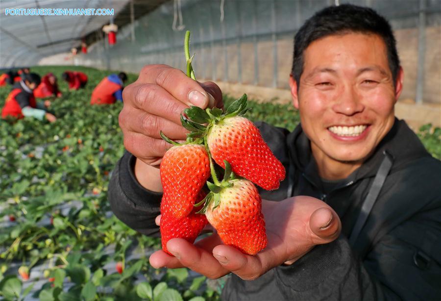 Qian'an desenvolve Agricultura Ambiental Controlada