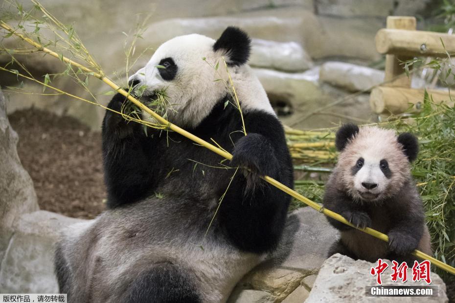 Primeiro panda gigante nascido em França é apresentado ao público