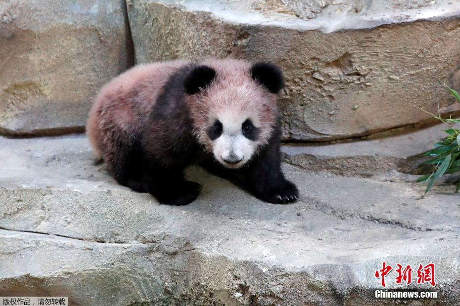 Primeiro panda gigante nascido em França é apresentado ao público