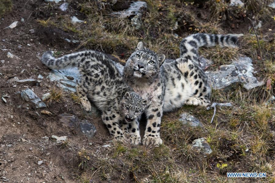 Galeria: Leopardos-das-neves em Qinghai