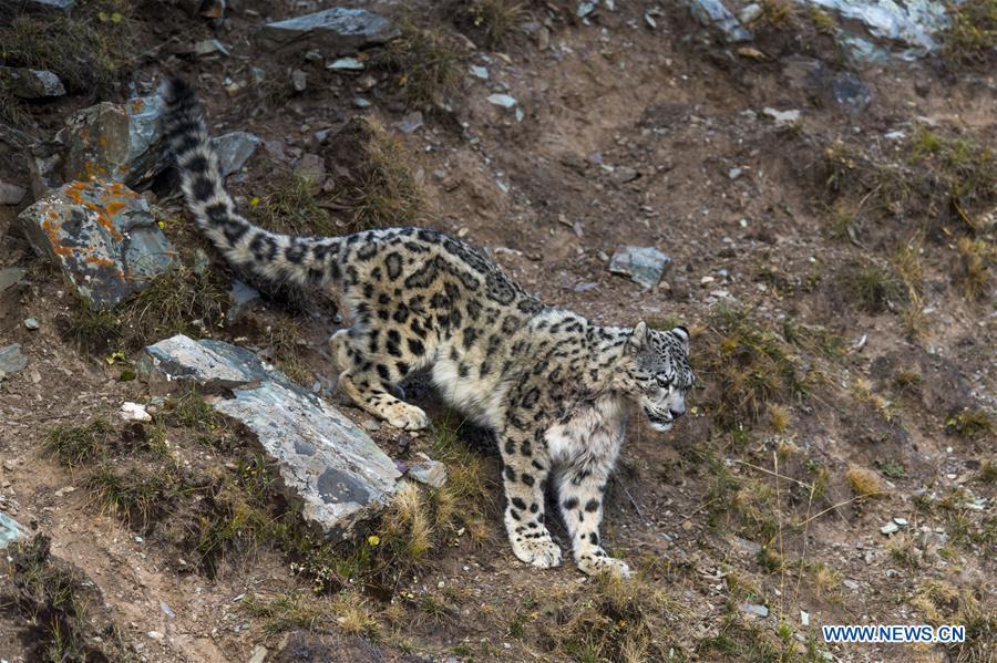 Galeria: Leopardos-das-neves em Qinghai