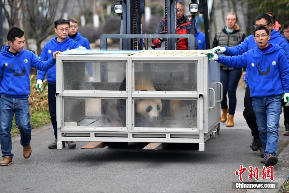 Casal de pandas vai à Finlândia para projeto de pesquisa de 15 anos