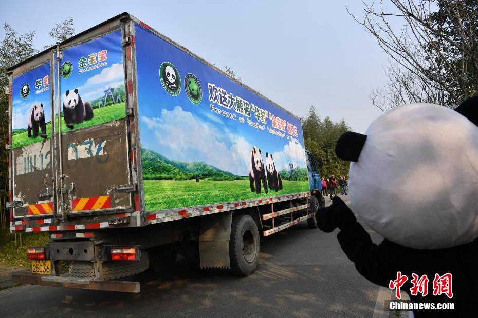 Casal de pandas vai à Finlândia para projeto de pesquisa de 15 anos