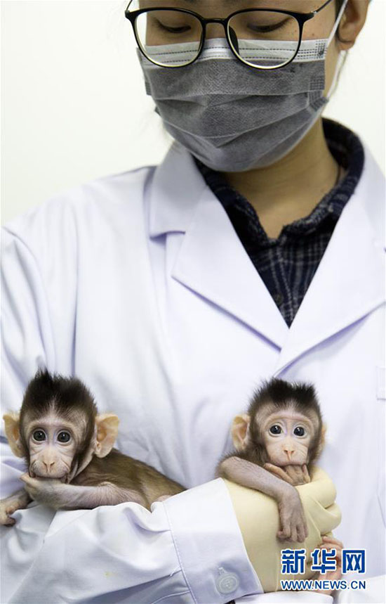 Importante descoberta de clonagem de macacos garante esperança contra doenças humanas