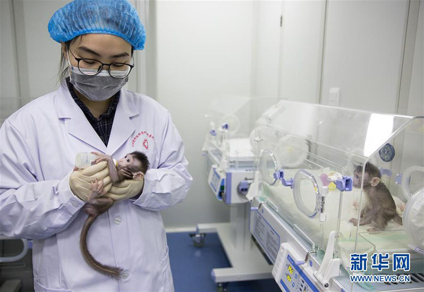 Importante descoberta de clonagem de macacos garante esperança contra doenças humanas
