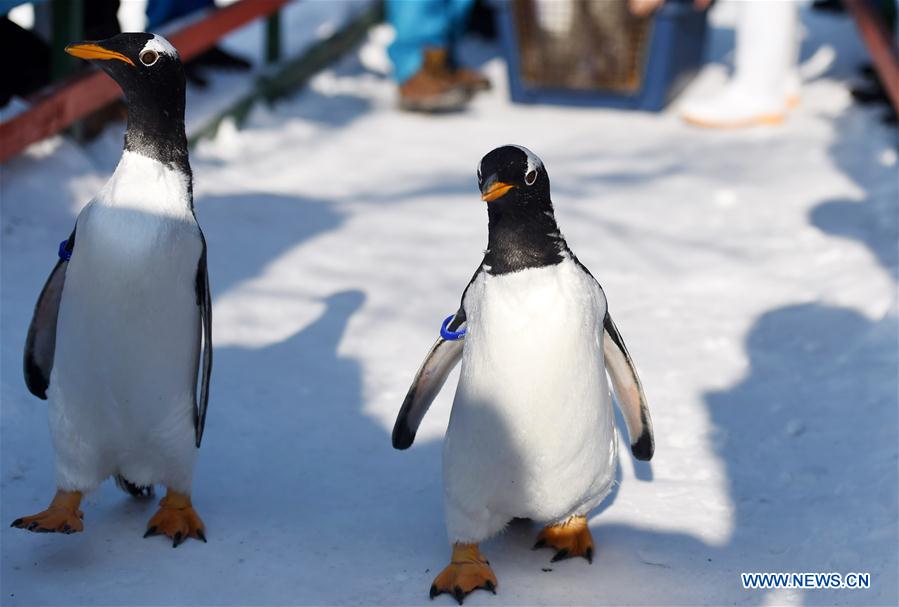 Galeria: Pinguins disfrutam das baixas temperaturas em Harbin