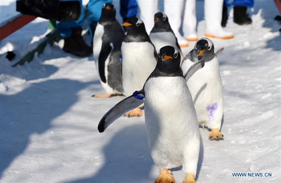 Galeria: Pinguins disfrutam das baixas temperaturas em Harbin